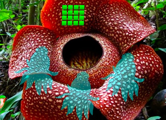 Games 2 Rule Rafflesia Flower Forest Escape